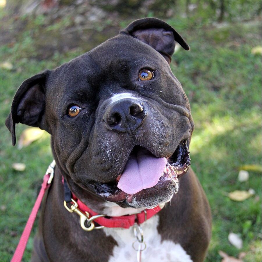 Photo of a happy dog