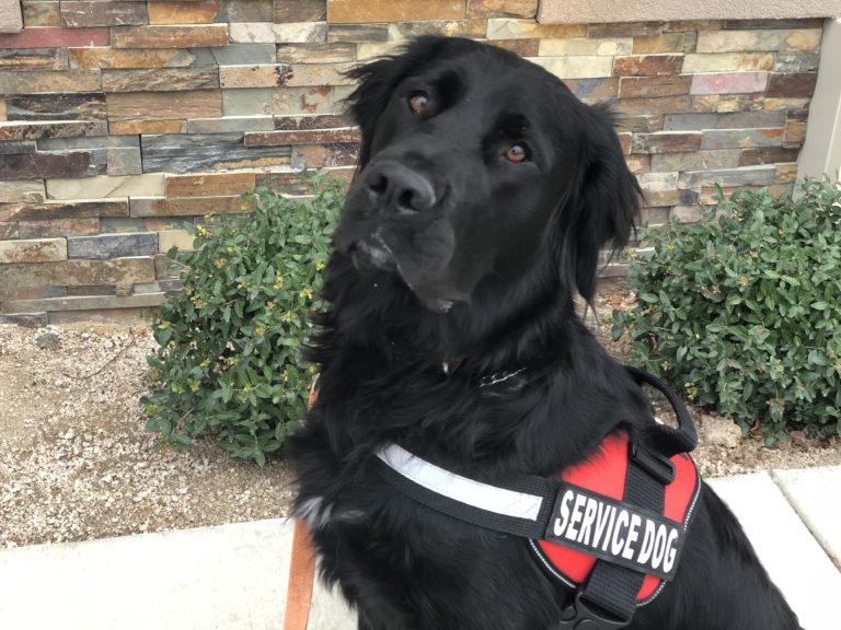 ptsd-service-dog PTSD Service Dog