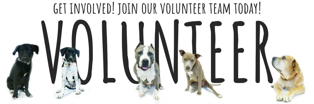 Paws For Live Volunteer program