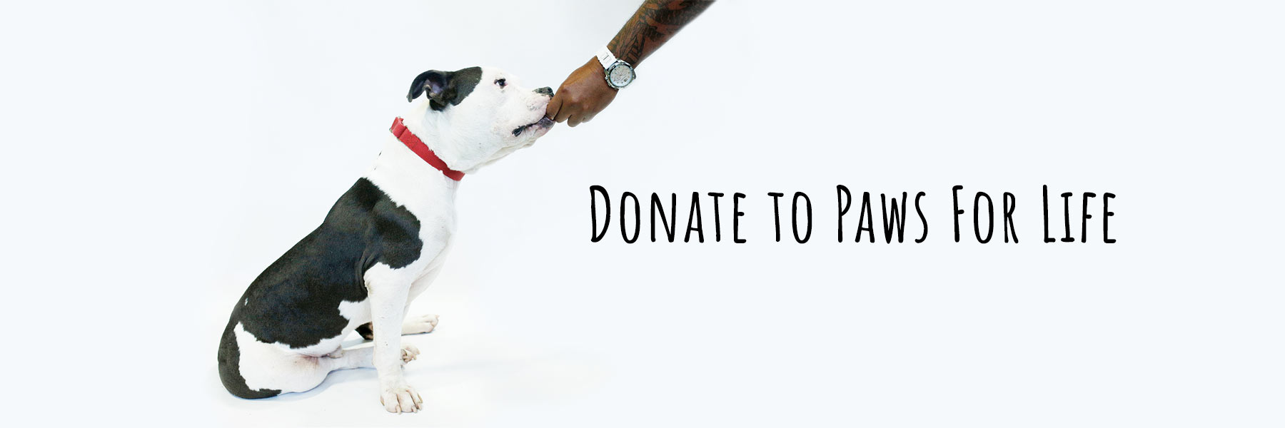 Donate To Paws For Life