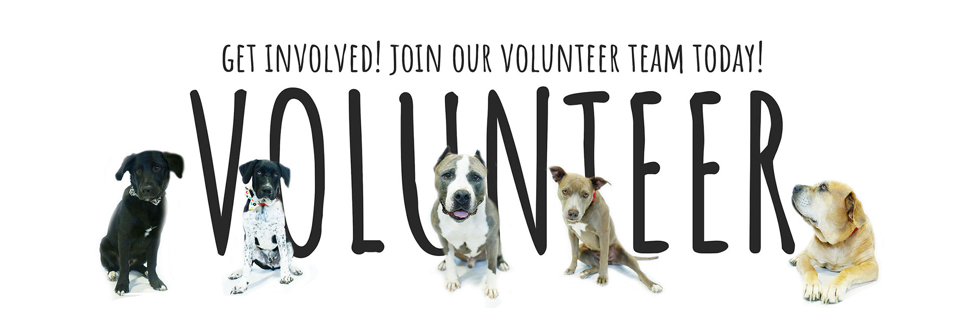 Photo of six dogs in front of a sign saying, "Volunteer."