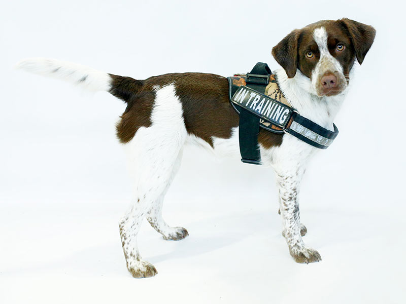 ptsd service dog vera ptsd service dog vera