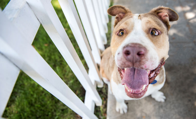 Dogs and balconies and fences