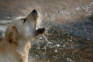 Bathing your dog