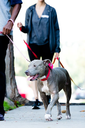 Leash walking your dog