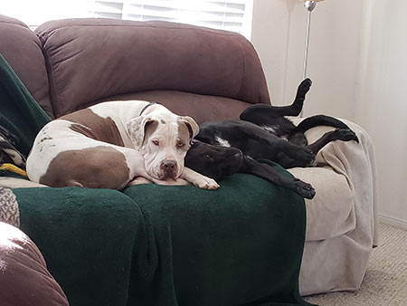 Multiple dog home