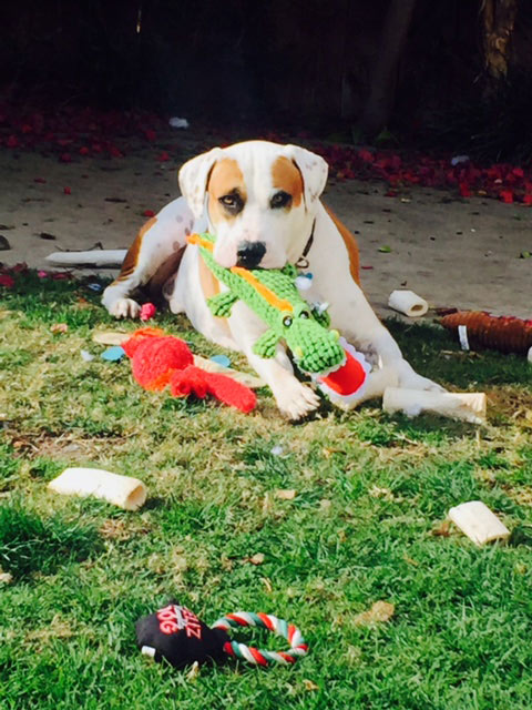 Dog with toys