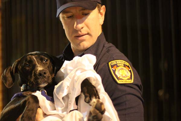 Therapy dog with fireman