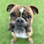 Photo of Lulu