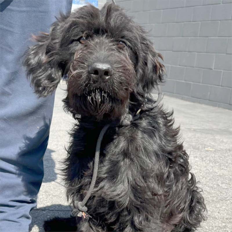 Photo of Oreo