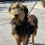 Photo of Sweetie