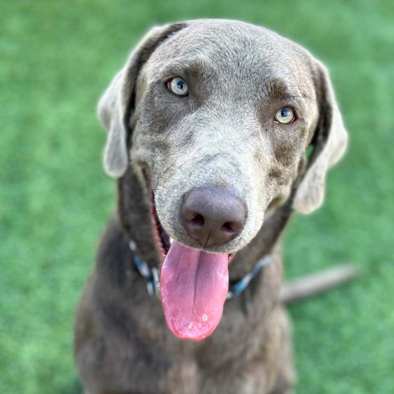 Photo of Blue with his tongue hanging out