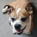 Photo of Benny, a white and tan dog looking ahead