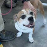 Photo of Benny, a white and tan dog looking right