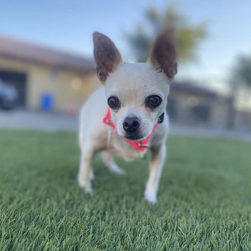Photo of Edna, a cute little chihuahua