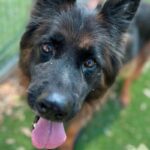 Photo of Anika, a beautiful black and tan female