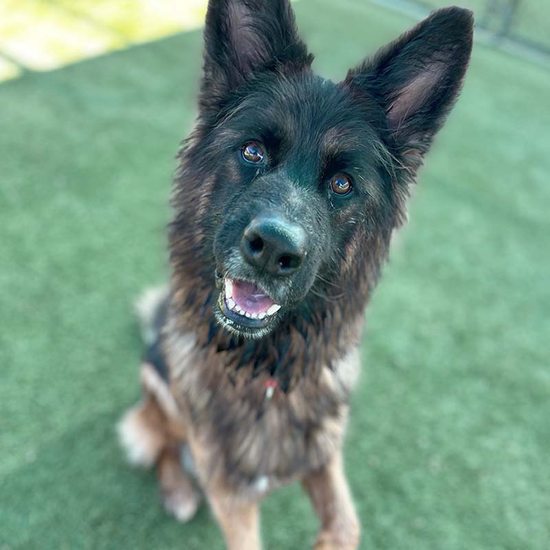 Photo of a brown and black dog named Anika
