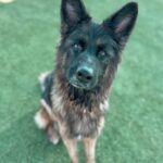 Photo of a brown and black dog named Anika
