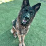 Photo of a brown and black dog named Anika