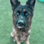 Photo of a brown and black dog named Anika