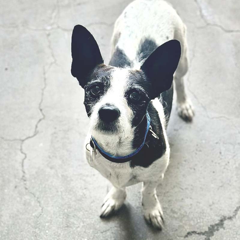 Photo of Apache, a black and white dog