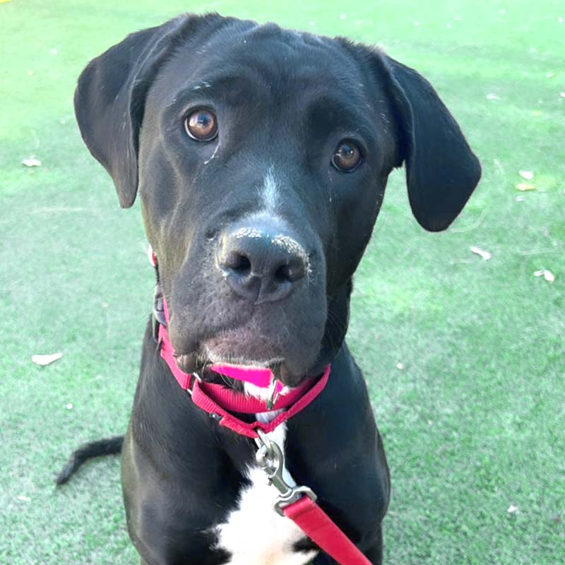 Photo of Baha with a red collar