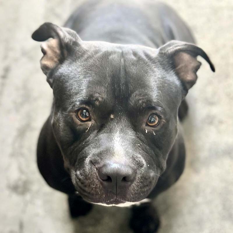 Photo of Benji. He's a beautiful dark, shiny dog with short hair