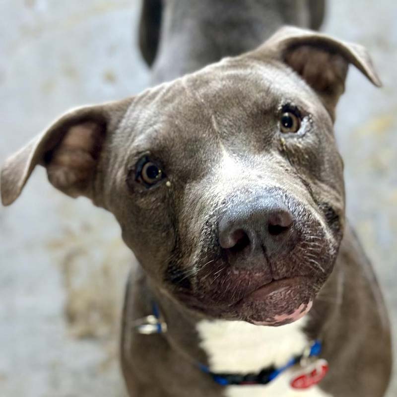 Photo of Blaze looking up at the camera