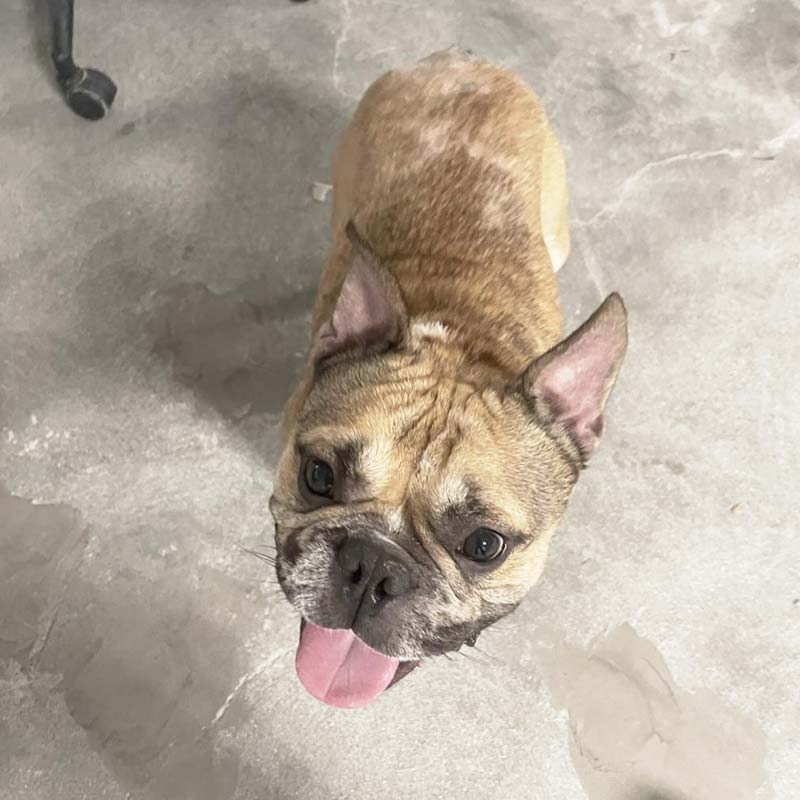 Photo of Buddha looking up at the camera