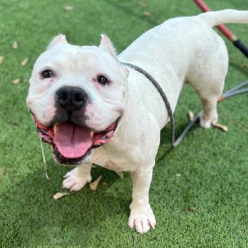 Photo of Casper smiling at the camera