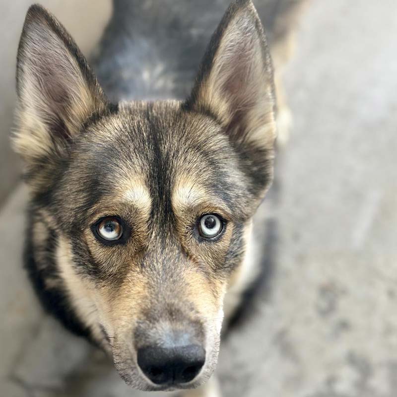 Photo of Milo, a brown and tan dog with is ears perked up.