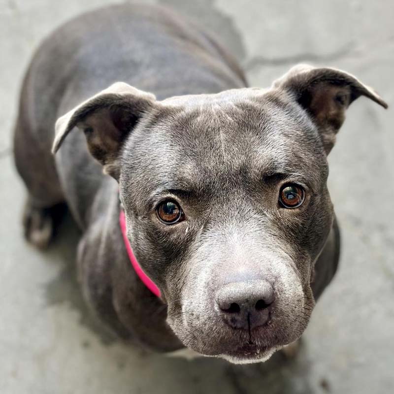 Photo of Rasha, a brown dog