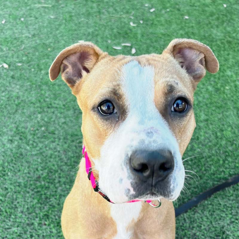 Photo of Sienna with a red collar