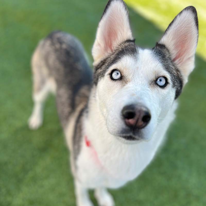 Photo of a gray and white dog named Penelope