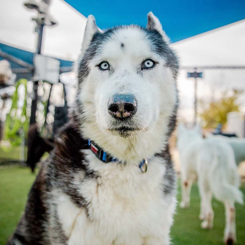 Nike Paws For Life K9 Rescue