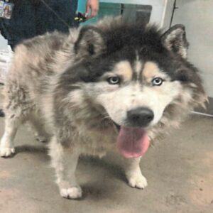 An image of Puffin. Puffin is a Malamute, Alaskan/Mixed Breed (Medium).