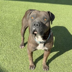 An image of Choco. Choco is a Mixed Breed (Medium)/None.