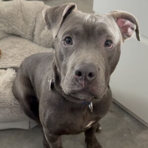 An image of Mac. Mac is a Terrier, Pit Bull.
