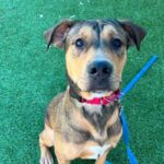 An image of Shaggy. Shaggy is a Mixed Breed (Medium).