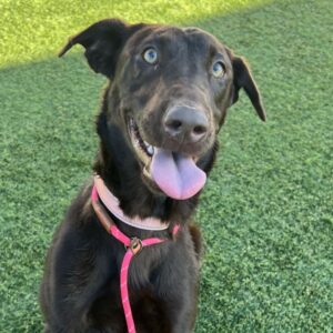 An image of Henrietta. Henrietta is a Retriever, Chocolate Labrador/Pointer.
