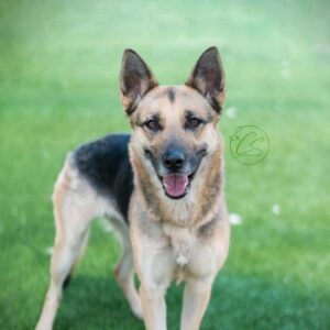 An image of Sky. Sky is a Shepherd, German.