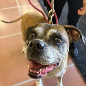 An image of Willow. Willow is a Boxer.