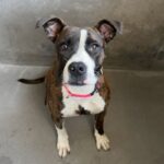An image of Princess. Princess is a Terrier, Pit Bull.