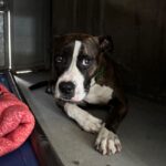 An image of Princess. Princess is a Terrier, Pit Bull.