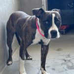 An image of Princess. Princess is a Terrier, Pit Bull.