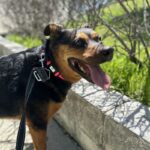 An image of Marsha. Marsha is a Shepherd.