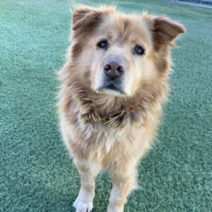 An image of Toby. Toby is a Mixed Breed (Large).