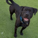 An image of Gino. Gino is a Terrier, Pit Bull.
