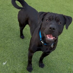 An image of Gino. Gino is a Terrier, Pit Bull.