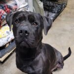 An image of Gino. Gino is a Terrier, Pit Bull.